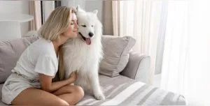 Cute Samoyed for sell
