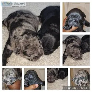 AKC FRENCH Bulldogs puppies