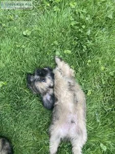 Shih tzu puppies