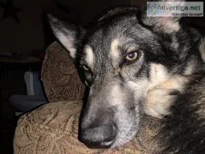 Looking for a loving home