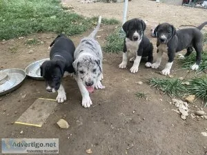 Great Dane puppies