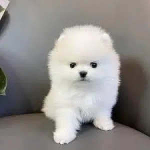 Best T Cup Pomeranian Pupies For Sale.