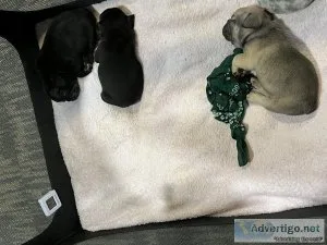 Akc Frenchie puppies