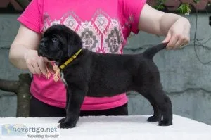 Stunning Cane Corso Puppies