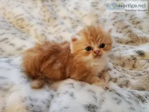 Persian Kittens