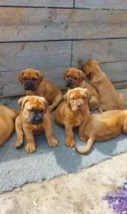 Mastiff Puppies Text 415-723-0947