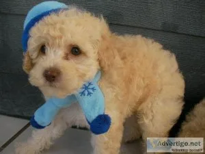 Stunning Toy poodle puppies available