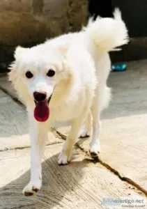 My second Dog pet for sale