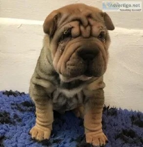 Shar pei puppies male