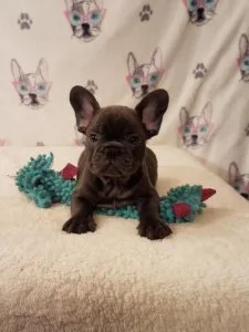 FRENCH BULLDOG MALE AND FEMALES