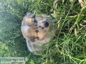 Rough collie (lassie)
