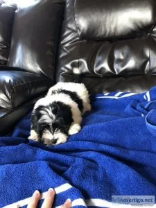 Adorable Havanese Babies