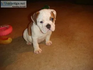 Gorgeous English Bulldog puppies available