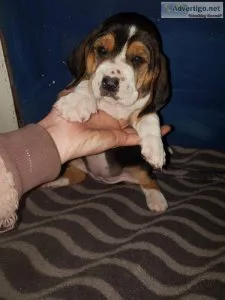 Basset Hound Puppies For Sale