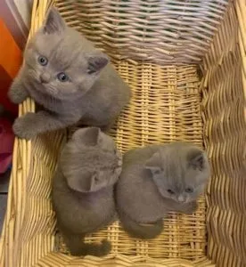 British Shorthair Kittens
