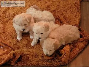Beautiful puppy Maltipoo male