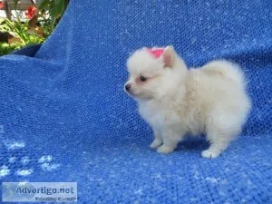 Pomeranian Puppies