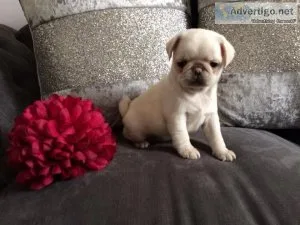 Meet our stunning Pug puppies for sale.