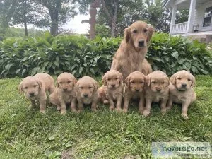 Golden Retriever Puppies