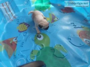 lovable pug puppy