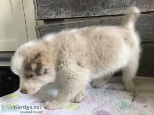 AKC Regstered Pomsky puppies