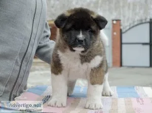 Beautiful American Akita Puppies
