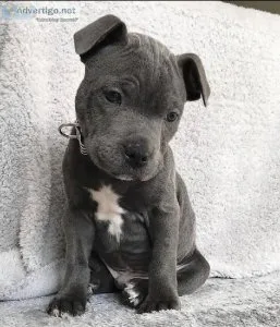 Pitbull puppies ready for adoption