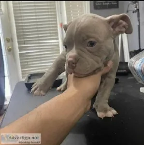 Pitbull puppies for adoption