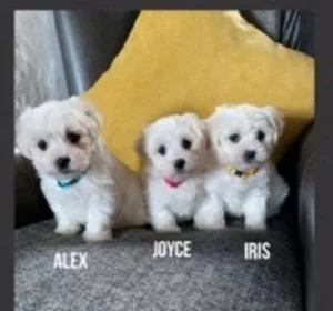 Beautiful Maltese 2 male. Text 4157230947