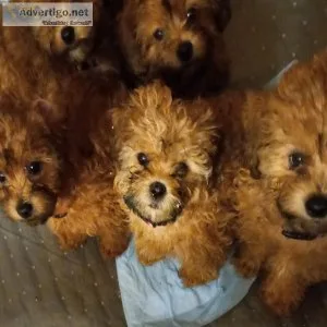 Shihpoo puppies for sale