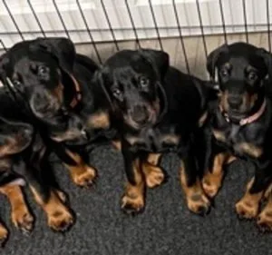 Outstanding Doberman puppies - Ready to leave now Text 415723094