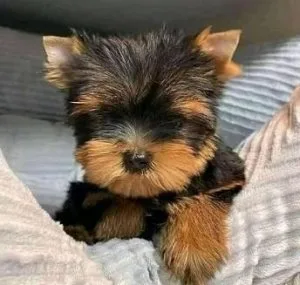 HEALTHY YORKIE PUPPIES
