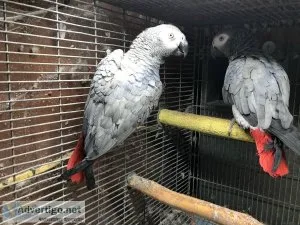 African Grey Breeding Pair. Text 4157230947