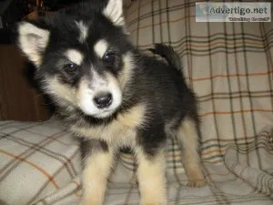 Stunning AKC Registered Alaskan Malamute Puppies