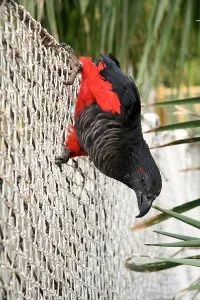 Pesquet&rsquos parrot for sale. Text 4157230947