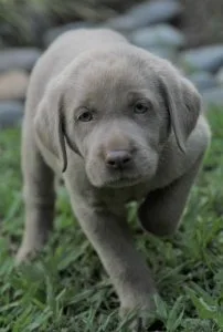 Labrador Retriever AKC