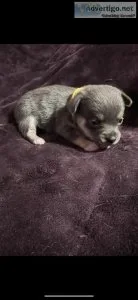 Akc reg Pembroke bluie corgi