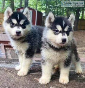 Siberian huskies for sale