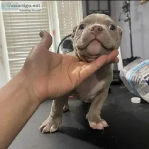 Adorable pitbull puppies for adoption