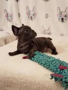 FRENCH BULLDOG PUPPIES