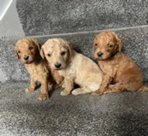 Health tested full standard red and apricot poodles. Text 415723