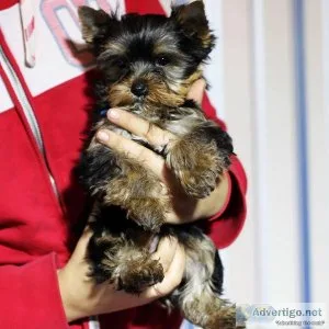 YORKIE PUPPIES FOR FAMILY