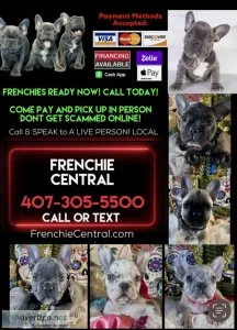 French Bulldog Available Puppies