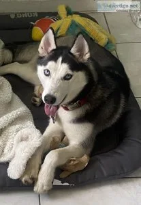 Gorgeous Siberian Husky female