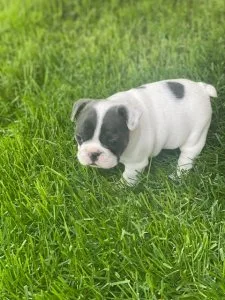 french bulldog female puppy