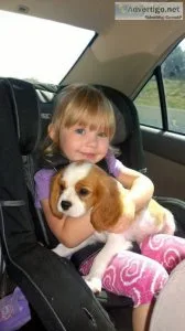 Cavalier King Charles Puppies