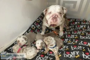 Beautiful Rare British Bulldogs. Text 4157230947