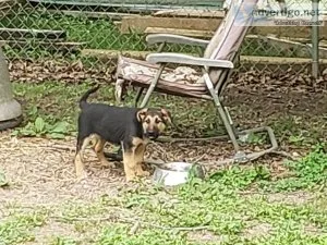 German Shepherd pups
