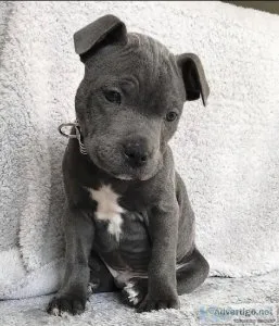 Pitbull puppies for adoption