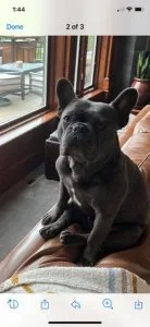 Blue male frenchbulldog